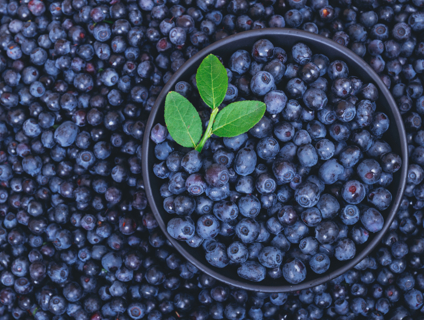 Bilberry Eye Health